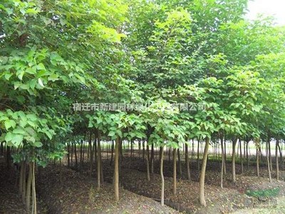 重陽木 價格、產地、圖片及綠化應用詳解