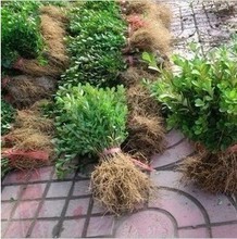 瓜子黃楊樹在景觀工程中的產品參考與應用指南