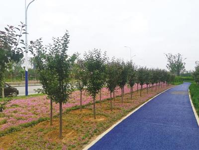 煙臺高新區(qū)成龍線綠化工程圓滿完工，打造城市生態(tài)景觀新名片