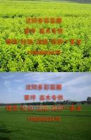 打造城市綠肺 營口草坪與鲅魚圈綠化苗木在景觀工程中的綜合應用