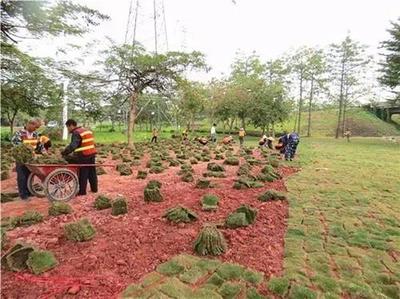 番禺大道“粉紅綢帶”煥新顏 城市景觀提升工程進展全解析